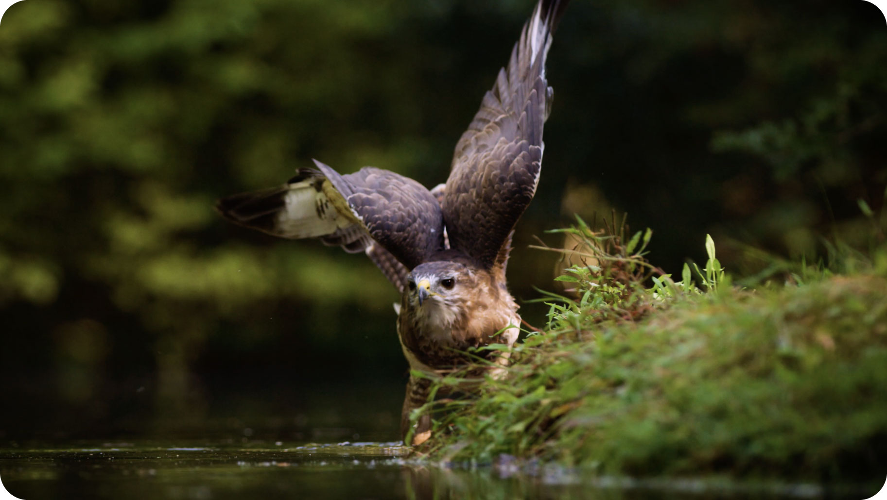 Réalisation vidéo Parc régional Foret Orient